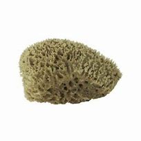 Coral Sponge