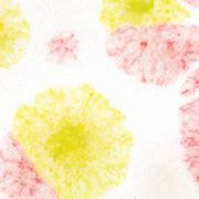 Crystaltex
